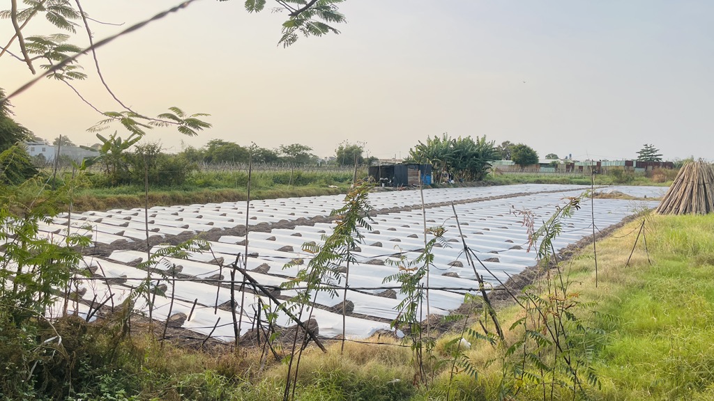 Cơ Hội Vàng! 3018m2 Đất CLN Bình Chánh, Lê Thị Dung - Chỉ 23 tỷ, Sổ Hồng, Đường 10m! - Ảnh 1